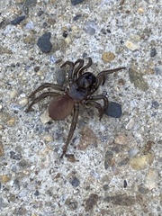 Antrodiaetus unicolor