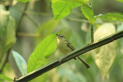 Phylloscartes ventralis