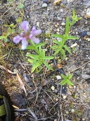 Stachys hyssopifolia