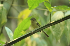 Phylloscartes ventralis