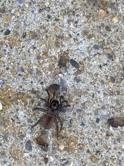 Antrodiaetus unicolor