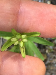 Stachys hyssopifolia
