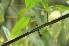 Phylloscartes ventralis