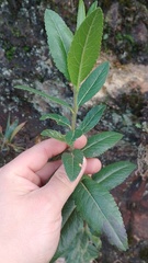 Ageratina baccharoides