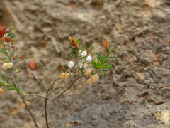 Erica tenuis