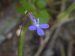 Lobelia neglecta