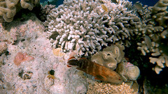 Cephalopholis urodeta