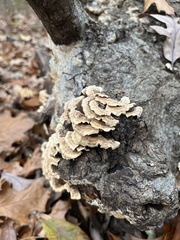 Trametes ochracea