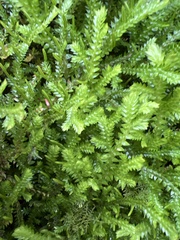 Selaginella