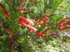 Erica discolor