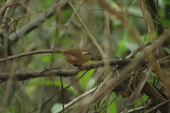 Troglodytes solstitialis