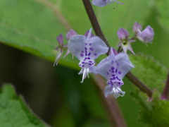 Plectranthus