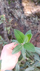 Ageratina baccharoides