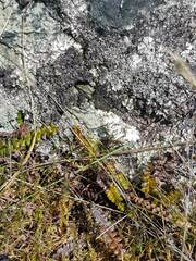 Stellaria gracilenta