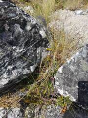 Stellaria gracilenta