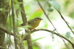 Myiothlypis bivittata