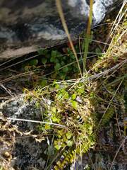 Stellaria gracilenta
