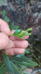 Ageratina baccharoides