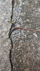 Lumbricus terrestris