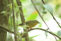 Myiothlypis bivittata