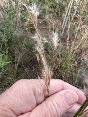 Andropogon brachystachyus