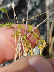 Stellaria gracilenta