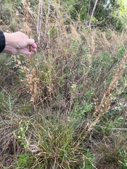 Andropogon brachystachyus