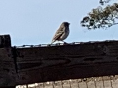 Zonotrichia leucophrys