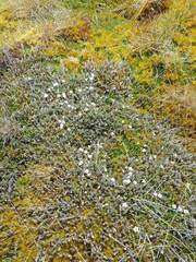 Dracophyllum prostratum