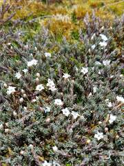 Dracophyllum prostratum
