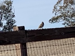 Zonotrichia leucophrys