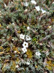 Dracophyllum prostratum