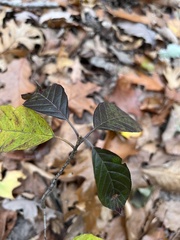 Frangula caroliniana