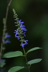 Salvia connivens