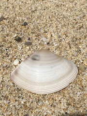 Austromactra rufescens