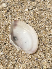 Austromactra rufescens