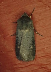 Euxoa velleripennis