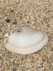 Austromactra rufescens