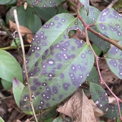 Cercospora