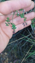 Chaetolepis microphylla