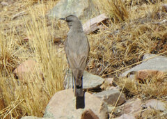 Muscisaxicola frontalis