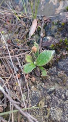 Espeletia corymbosa