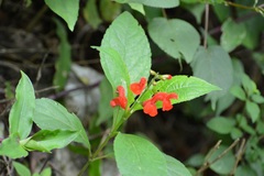 Salvia miniata