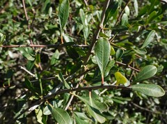 Rhamnus oleoides
