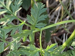 Conium maculatum