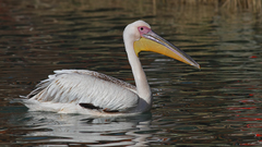 Pelecanus onocrotalus