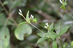 Spigelia humboldtiana