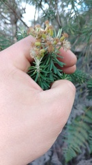 Linochilus rosmarinifolius