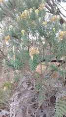 Linochilus rosmarinifolius