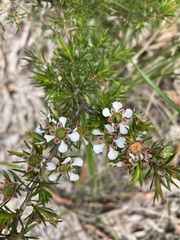 Leptospermum trinervium